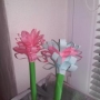 Hyacinty