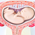 Poloha miminka v děloze a její vliv na porod