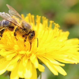 Včela- nejdůležitější živočich na celé planetě