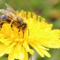 Včela- nejdůležitější živočich na celé planetě!