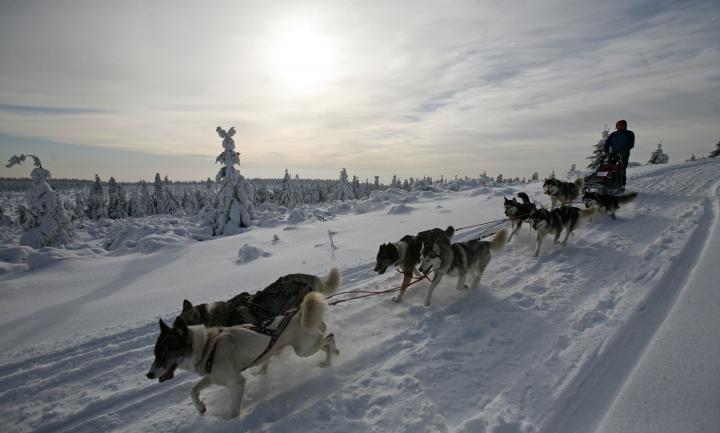 sedivackuv-long-sled-dog-race-17.jpg