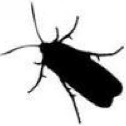 insect-vector_small.jpg