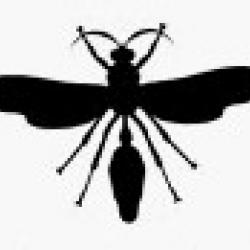 stock-vector-collection-of-silhouettes-of-insects-100927288.jpg