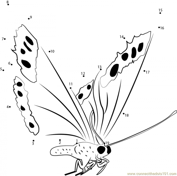 Fly_Butterfly_connect_dots.png