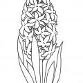 Omalovánka hyacint