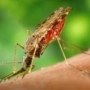 Domácí repelent ve spreji (proti komárům i klíšťatům)