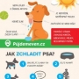 Jak zchladit psa