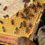 Propolis - přírodní obranný štít