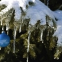 Slavnostní rozsvícení vánočního stromu v České Skalici