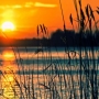 Biotopová koupaliště v Česku