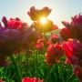 Jarní květiny lahodí oku, vonné svíčky zaženou stres a obavy