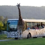 Safaribus v Safari Parku Dvůr Králové 2026