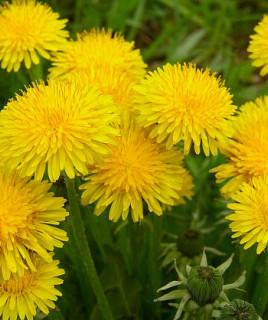 seminka-pampelisky-taraxacum-offiicinalis-pampeliska-smetanka-lekarska-prodej-semen-03-gr.jpg