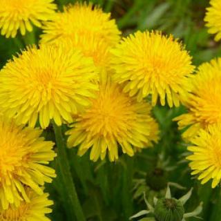 seminka-pampelisky-taraxacum-offiicinalis-pampeliska-smetanka-lekarska-prodej-semen-03-gr.jpg