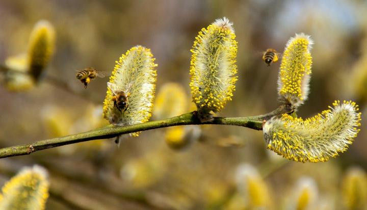 Jaro je ve vzduchu aneb jak na alergeny?