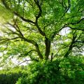 Listnaté stromy prospívají krajině i našemu zdraví