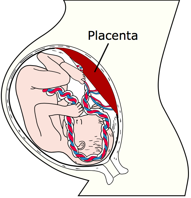 Placenta - orgán, bez kterého bychom nebyli