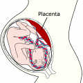 Placenta - význam v těhotenství i po porodu