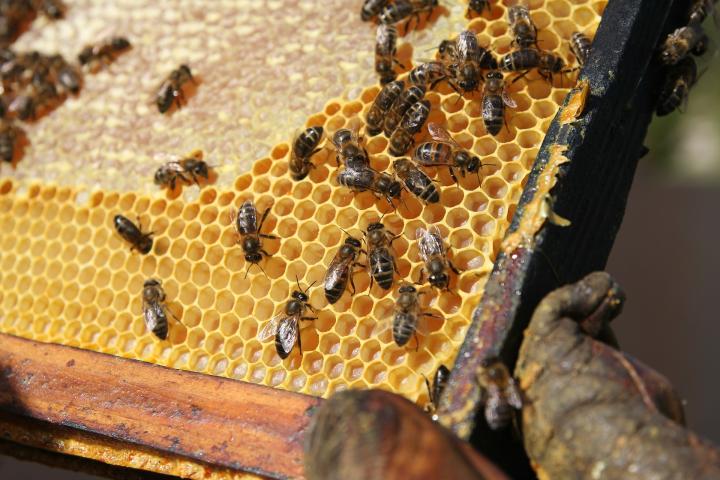 Propolis - přírodní obranný štít,
