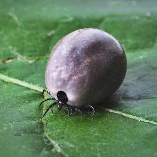Foto uživatele JerzyGorecki z Pixabay.com