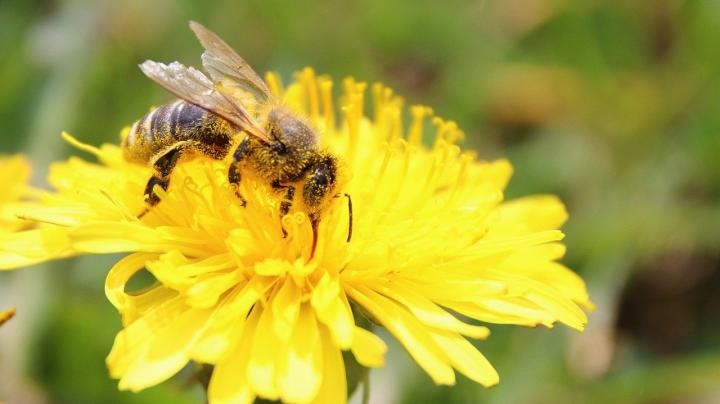 Včela- nejdůležitější živočich na celé planetě