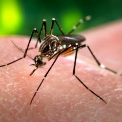 Zákeřný virus Zika