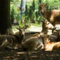 Večerní komentované prohlídky v Zoo Ostrava