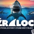 Žraloci – výstava v Zoo Jihlava, ze které tuhne krev v žilách