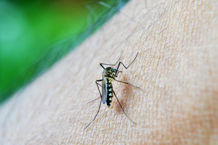 Domácí repelent ve spreji (proti komárům i klíšťatům)