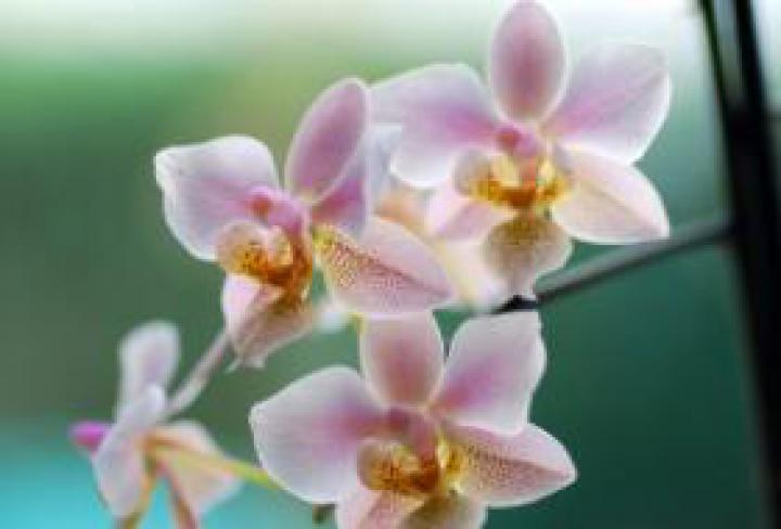 1382116_orchidee.jpg