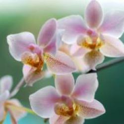 1382116_orchidee.jpg