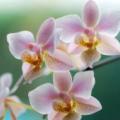 Jak přesazovat orchidej