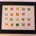Sbírka motýlů