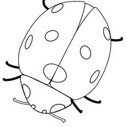 ladybug.jpg