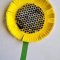 Talířková slunečnice