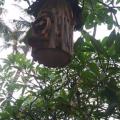 Fauna na Bali