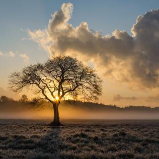 lone-tree-1934897_1280.jpg