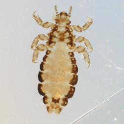 ve2.jpg