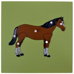 Montessori pomůcky Puzzle s kostrou - kůň