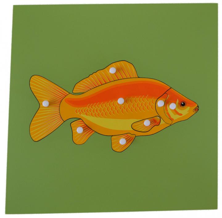 Montessori pomůcky Puzzle s kostrou - ryba