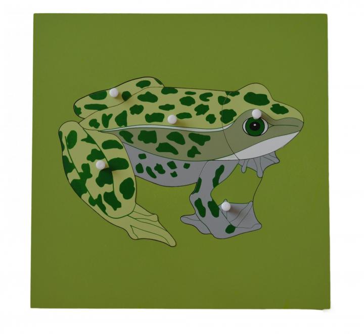 Montessori pomůcky Puzzle s kostrou - žába