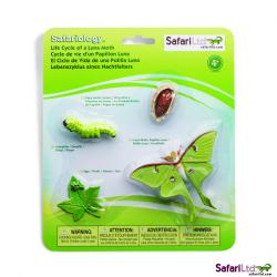 Safari Ltd. Životní cyklus - Můra