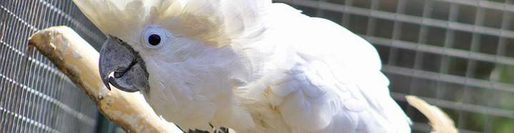 Bošovice - papouščí zoologická zahrada