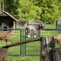 Častlovice - Minizoo