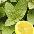 bylinky a domácí limonáda
