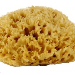 honey_5.jpg