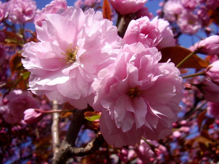sakura.jpg