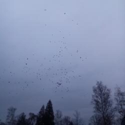 IMG_20161209_151429.jpg