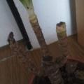 received_302221418640299.jpeg