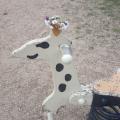 IMG_20200426_080641.jpg